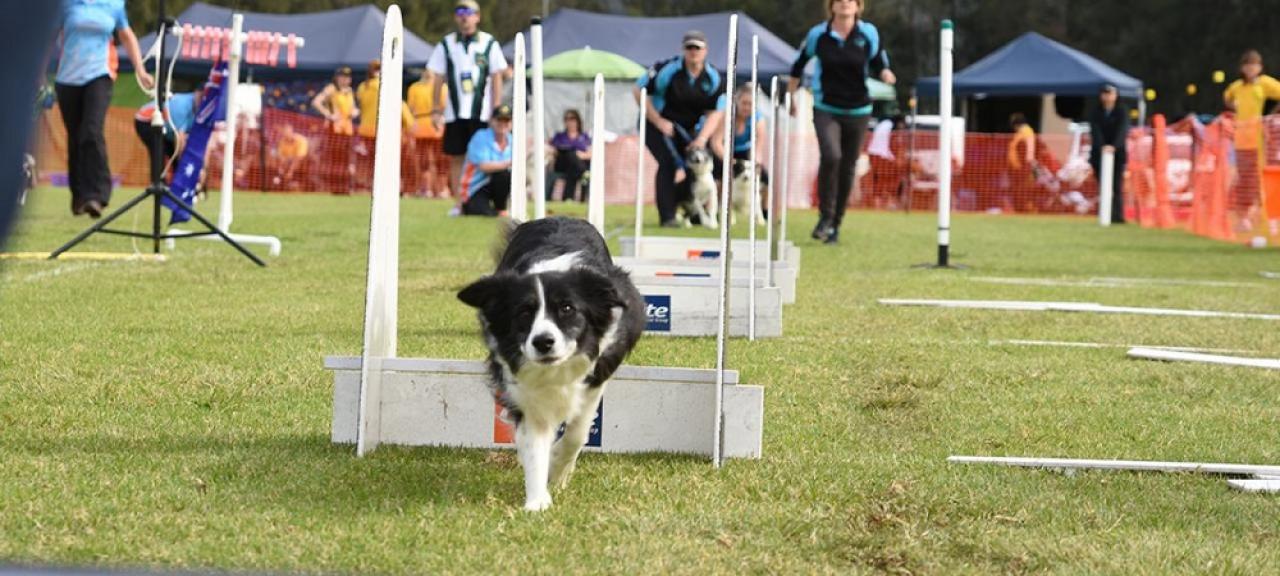 dog-show