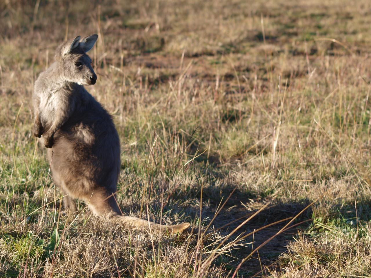 Wallaby at Lake Burrendong